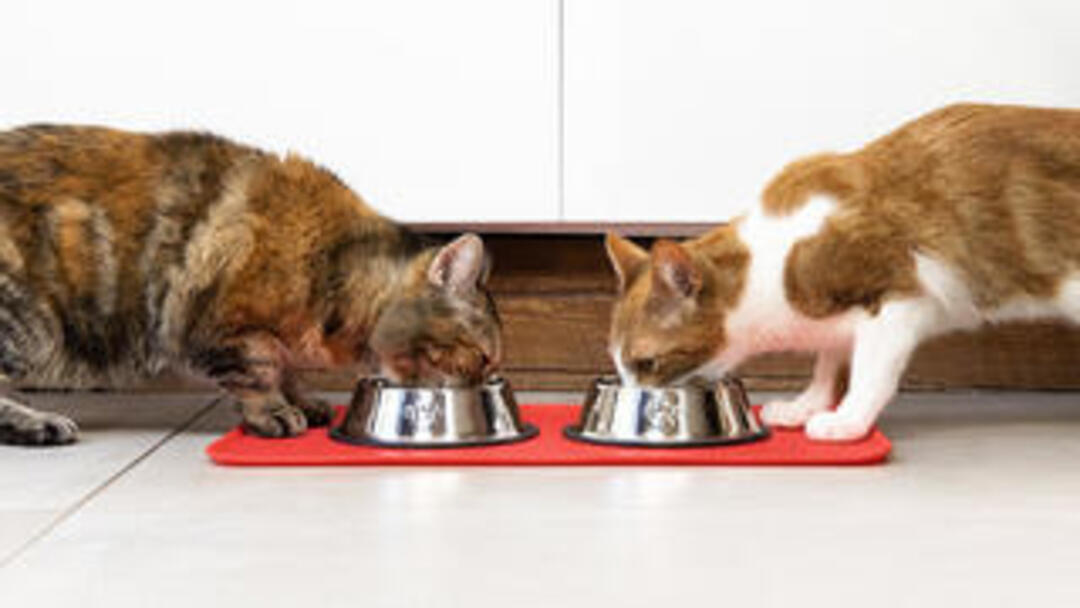 Dois gatos a comer de uma tigela