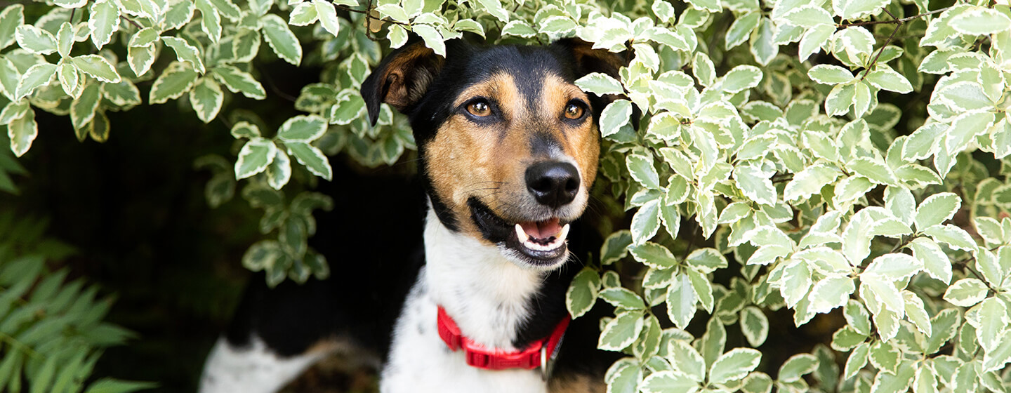 Cão sentado em arbustos