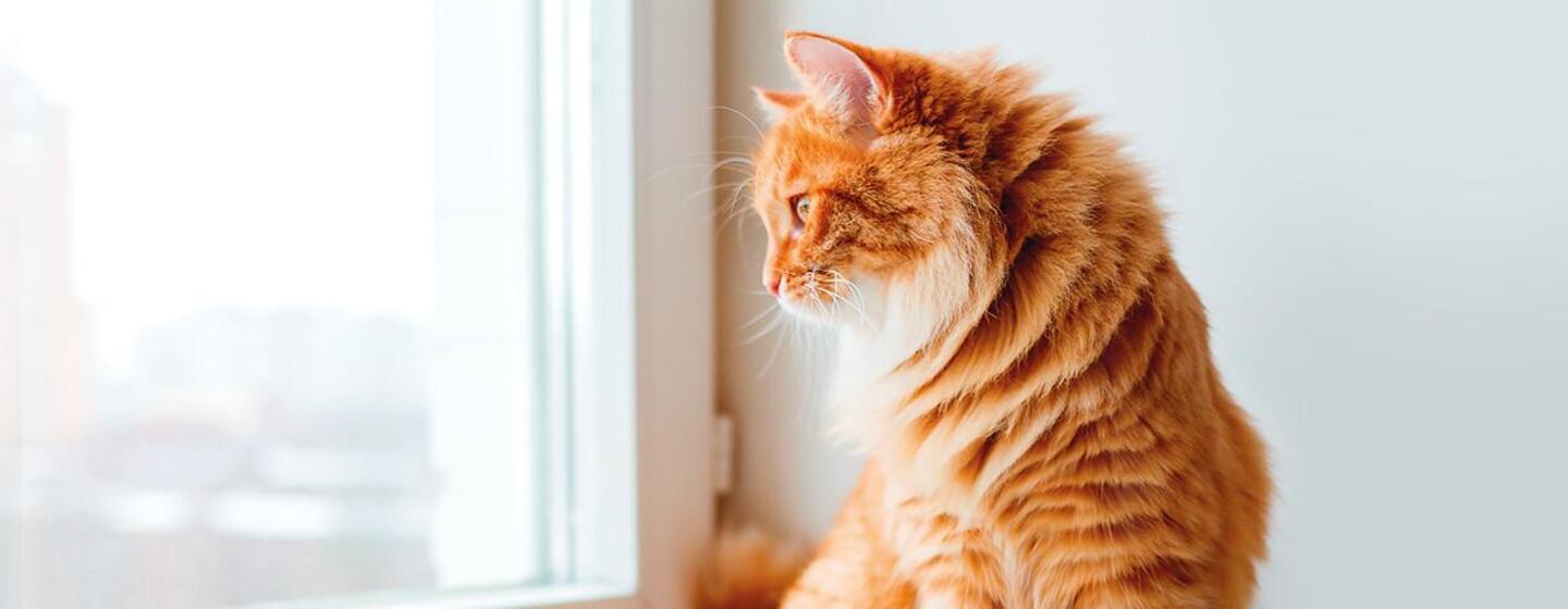 Higiene oral do Gato - Purina Dentalife