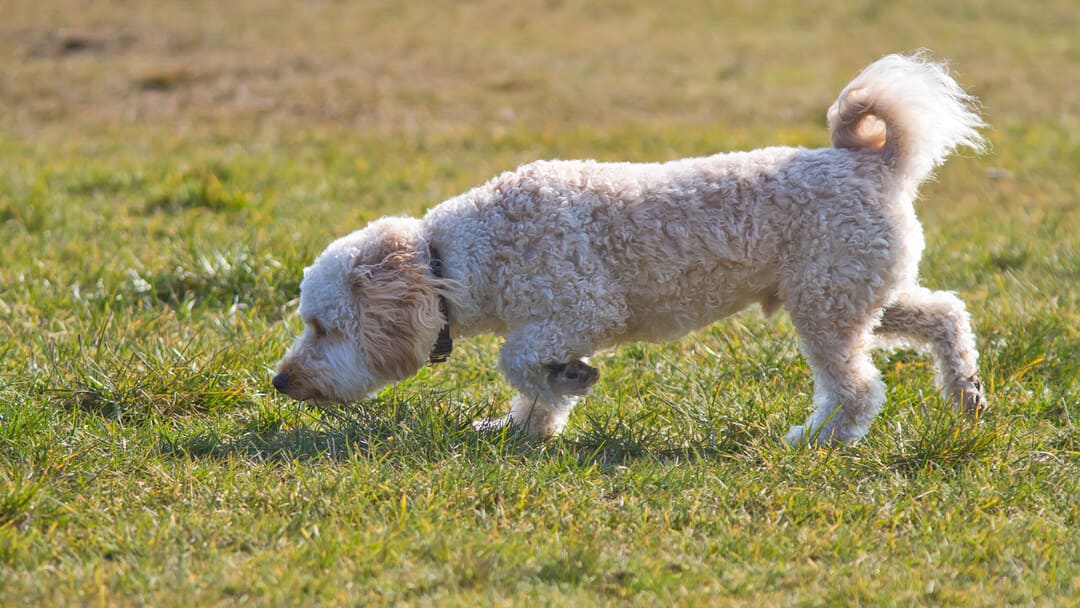 Golden Retriever peludo a cheirar a relva