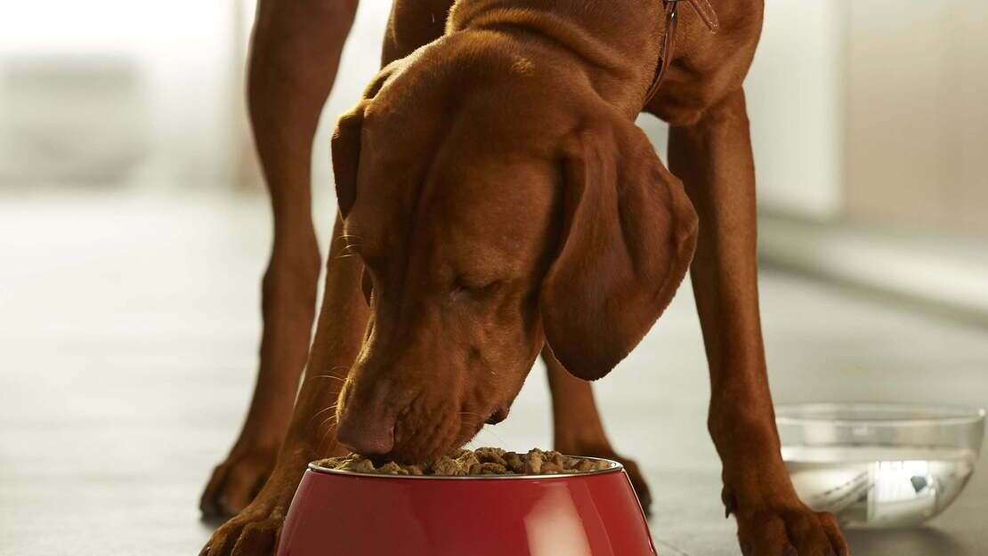 Comida para cães PURINA ONE