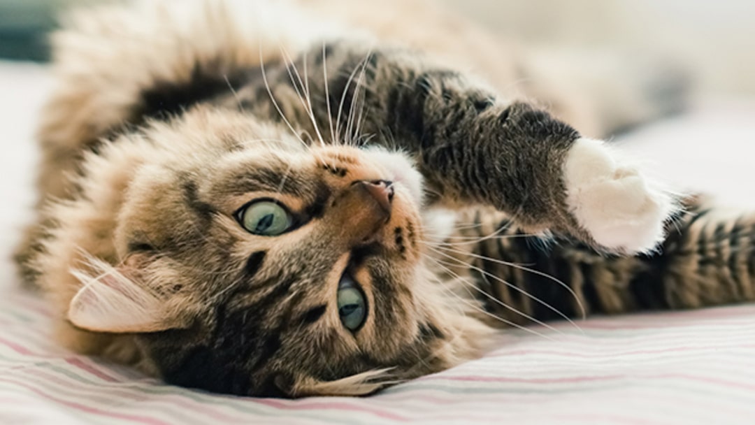 Gato fofo deitado de costas com a pata no ar