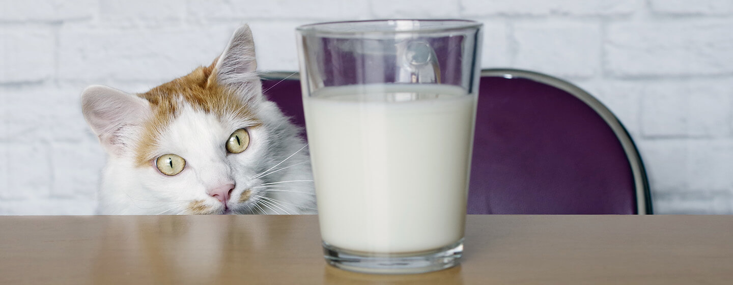 Gatos PURINA - os gatos devem beber leite?