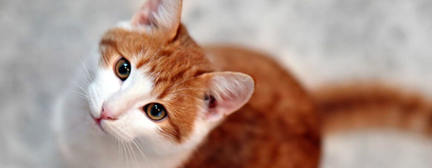 Gato ruivo fofo sendo acariciado pelo dono