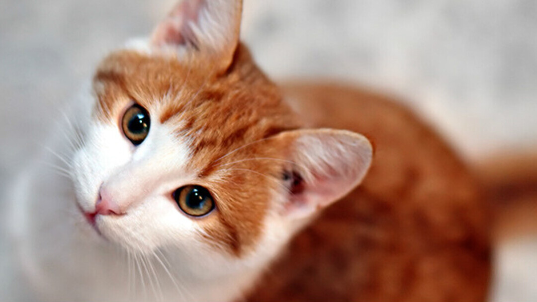 Gato ruivo fofo sendo acariciado pelo dono