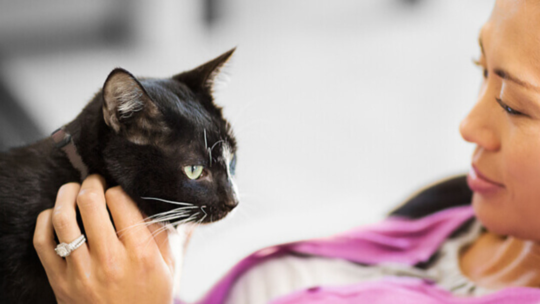 Sintomas incomuns de saúde do gato a serem observados