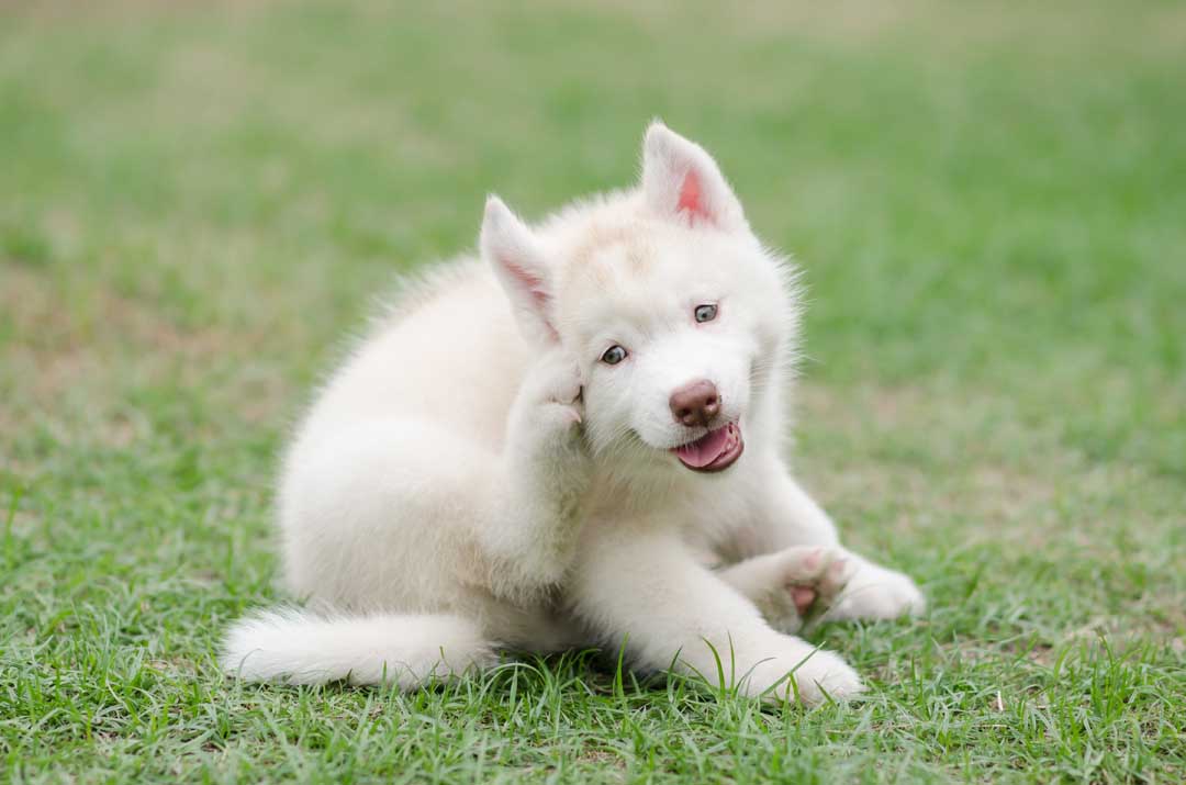 Como escolher os melhores nomes para cães