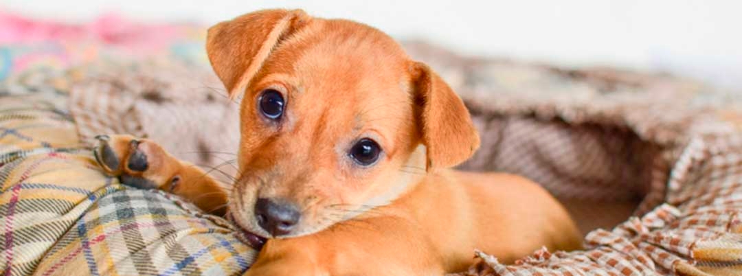 Treinar o sono do seu cão