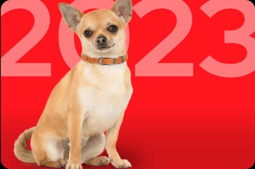 dog