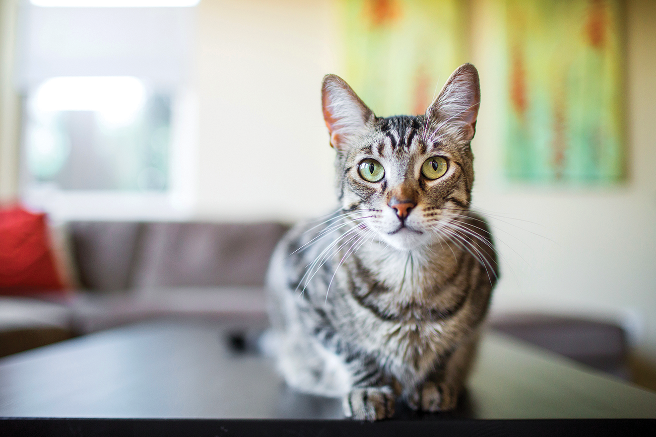 Um gato deitado numa mesa de café numa sala de estar