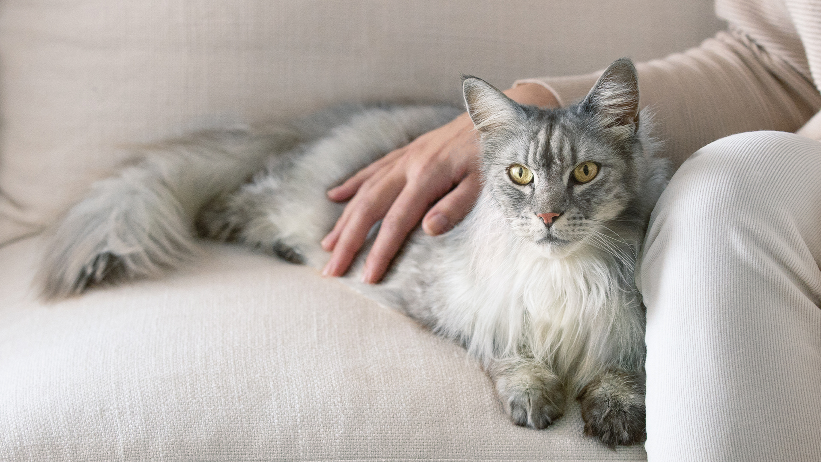 Um gato cinzento de pelo longo deitado num sofá com a mão do seu tutor nas suas costas