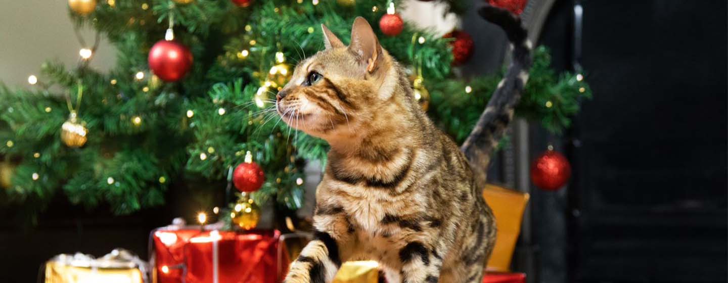 Gato apalpando presente de Natal