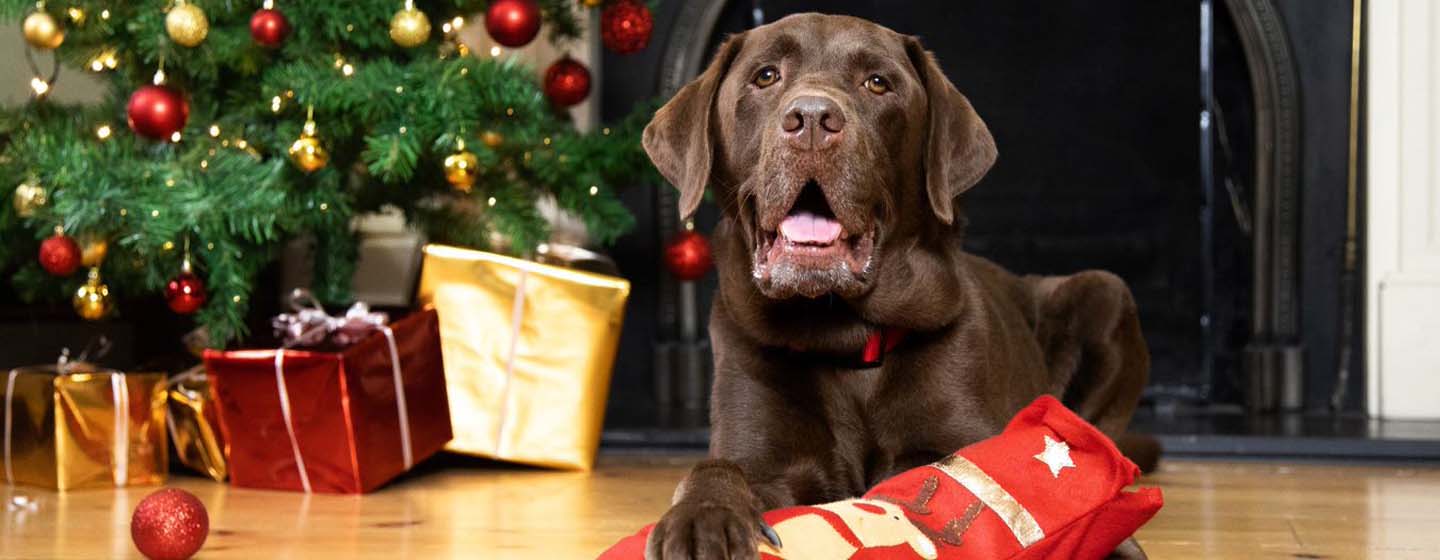 Labrador segurando meia de Natal