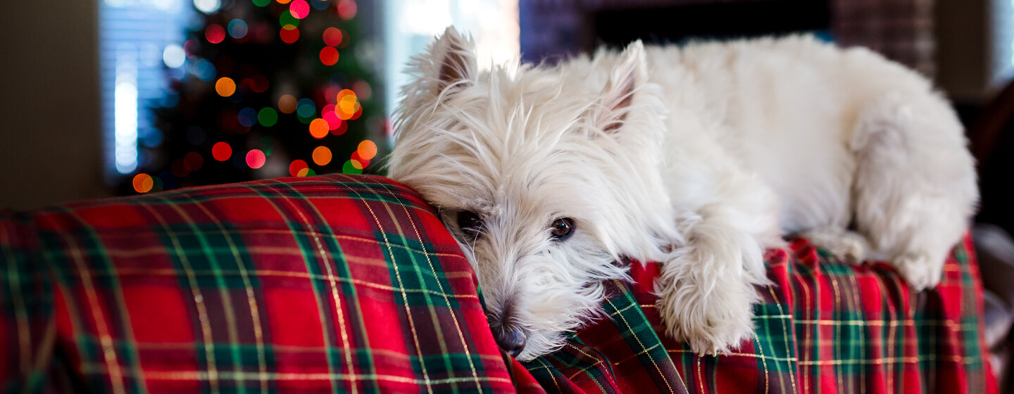 cão deitado numa manta festiva com árvore de natal por trás