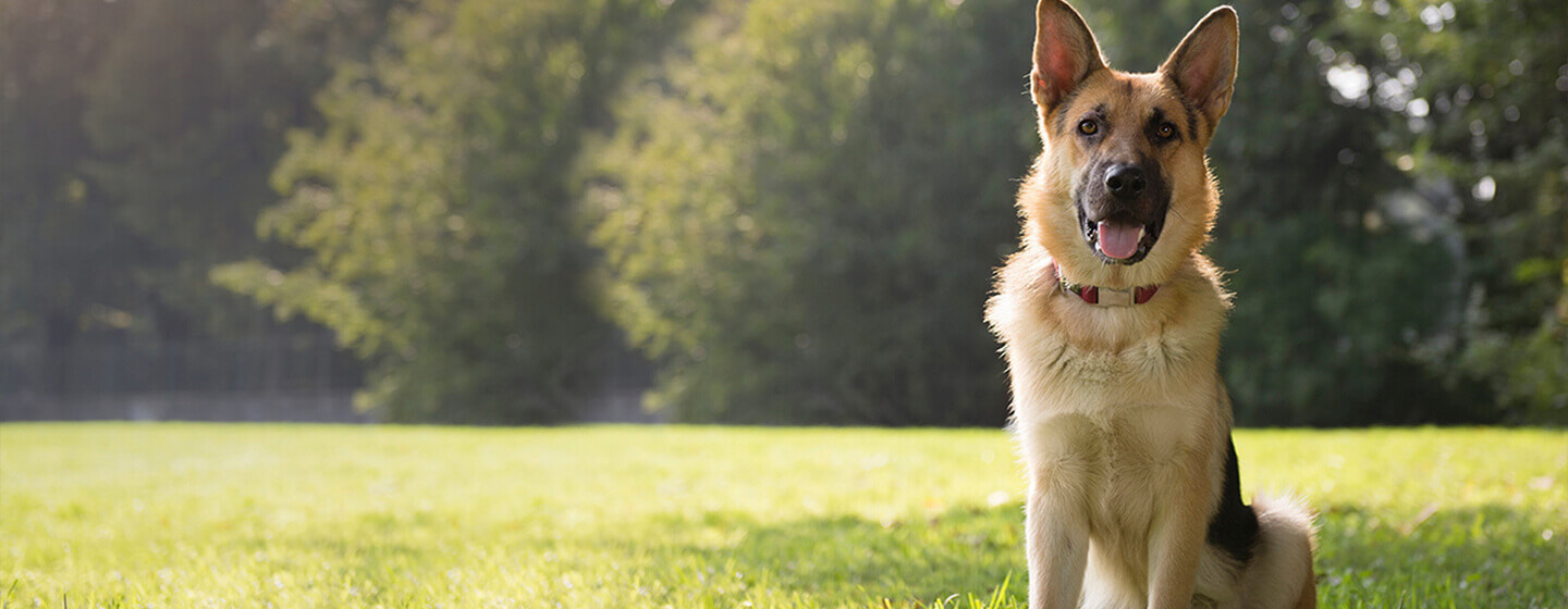 Saiba tudo sobre a sensibilidade digestina nos cães e as suas necessidades nutricionais