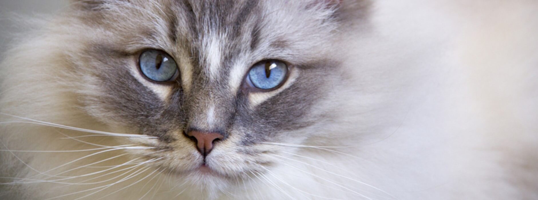  imagem de gato com olhos azuis