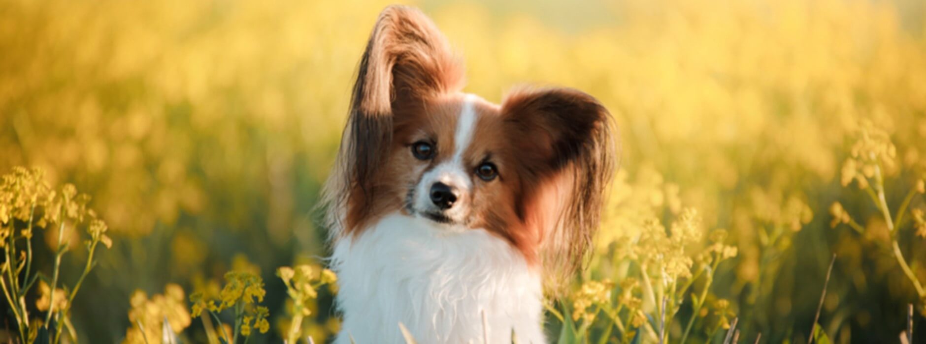 Pequeno cão atento no meio de um campo florido