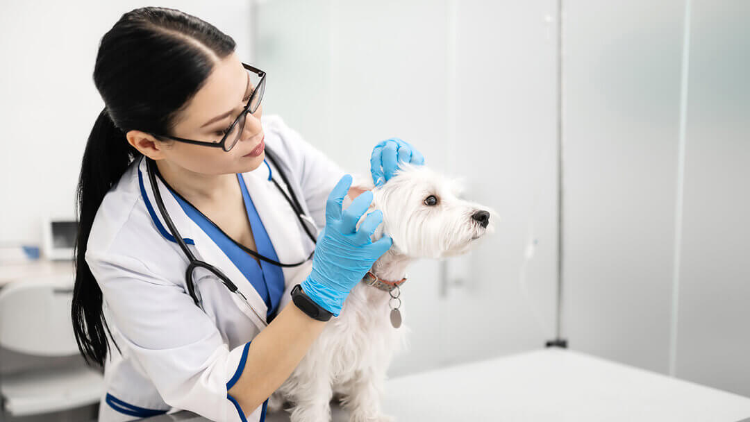 veterinário verificando as orelhas do cachorro