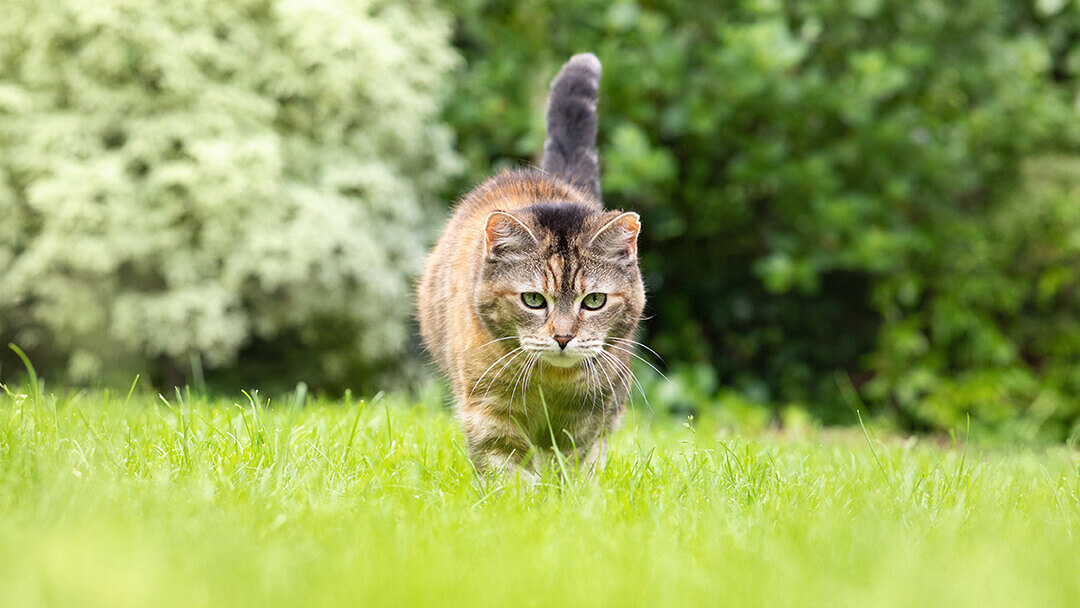 Gato andando pela grama