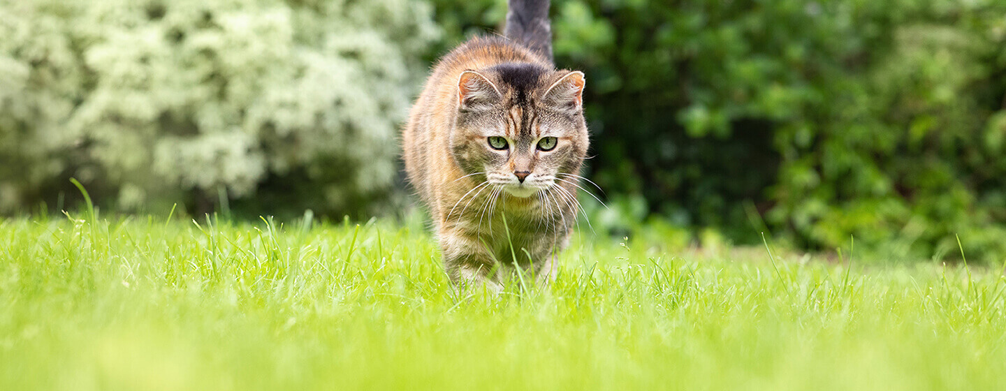 Gato andando pela grama