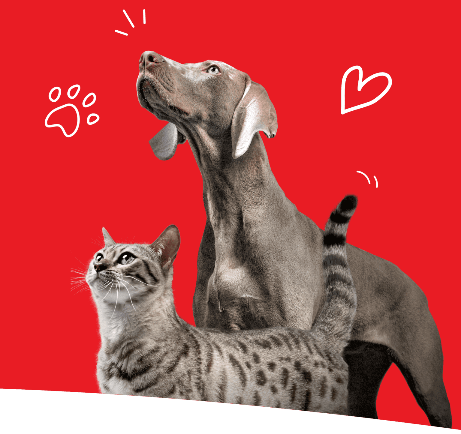 header mobile d'o meu plano PURINA