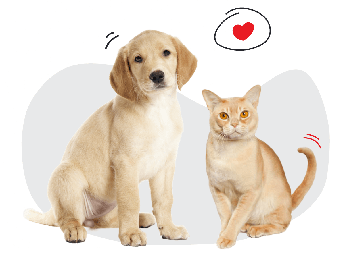 O que é O meu plano PURINA