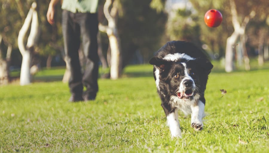 Cão preto e branco a correr atrás de uma bola