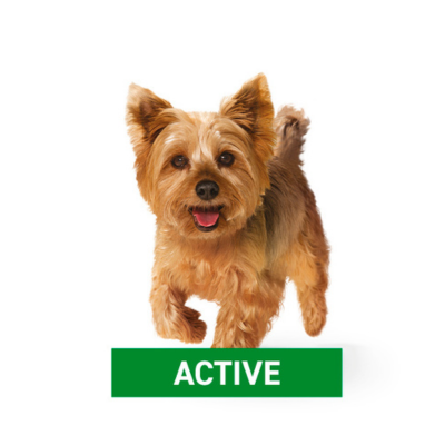 Active