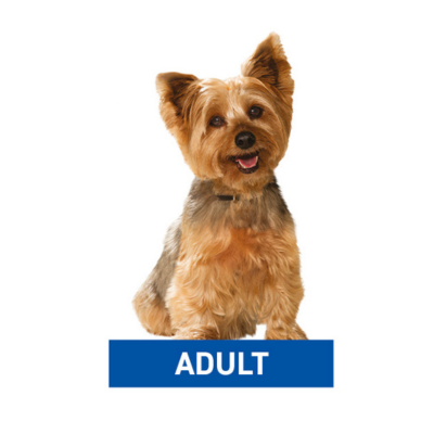 Adulto