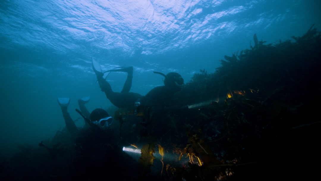 Mergulhadores em áreas marinhas