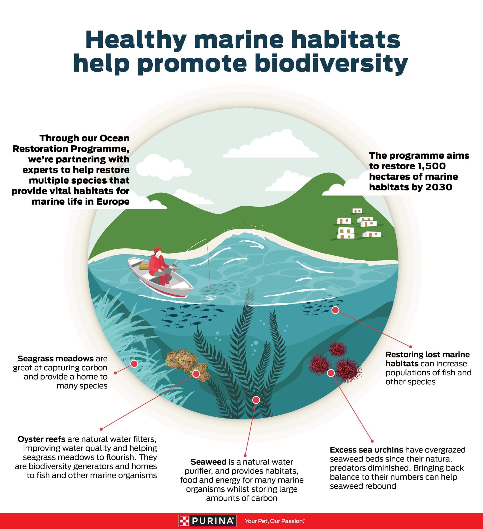 Infográfico regeneração dos oceanos