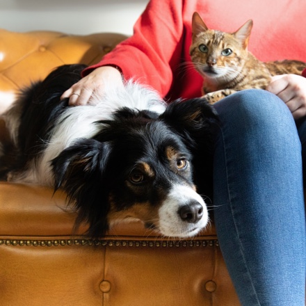 CTA de navegação para "Encontrando um animal de estimação"