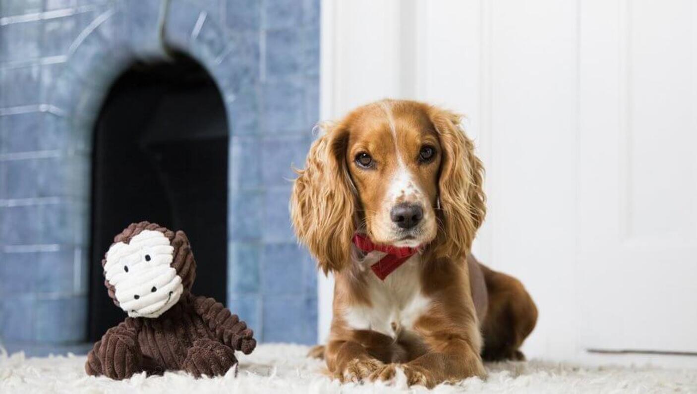 Cocker Spaniel sentado perto de um boneco de macaco