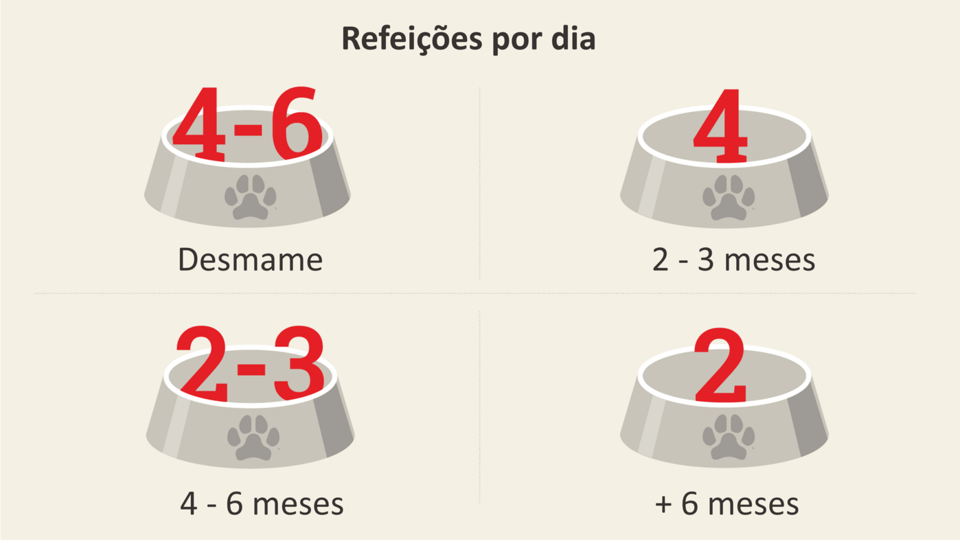 Alimentar cachorro quantas vezes por dia
