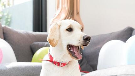 Golden labrador retriever com colarinho vermelho e boca aberta