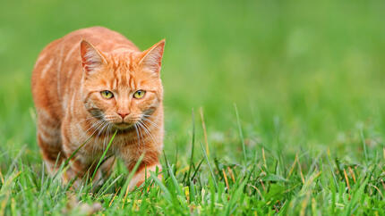 gato laranja na caça de relva