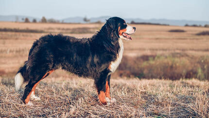 Cão em pé no campo