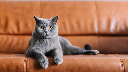 Gato cinza deitado em um sofá de couro