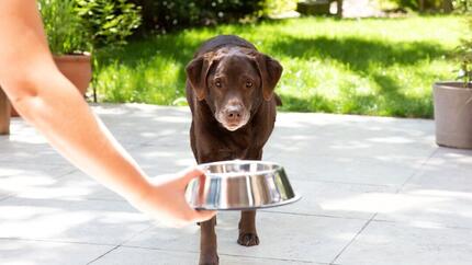 Labrador mais velho recebendo uma tigela