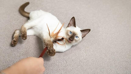 Gato de olhos azuis brincando com varinha de penas no chão