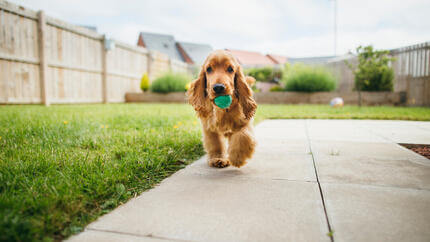 Jogos para Cães ao Ar Livre