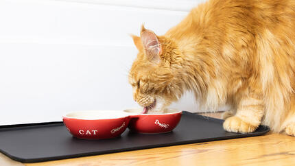 Gato a comer da tigela vermelha