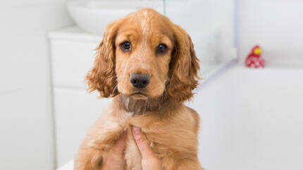 cachorrinho a ser segurado durante o banho