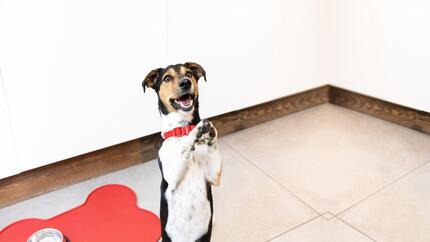 cão pequeno em pé nas patas traseiras com as patas para cima