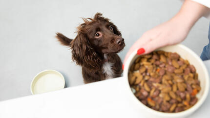 spaniel a olhar para a tigela de comida de cão