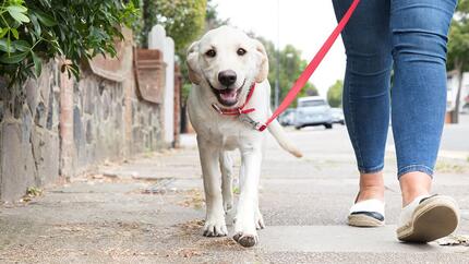 cachorrinho a andar lá fora na coleira