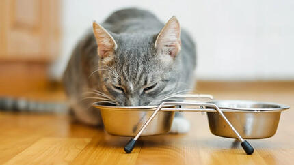 Que quantidade de alimento deve dar ao seu gato?