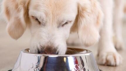 Os cães podem comer iogurte