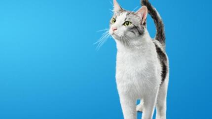 Mau hálito em gatos - Causas e Tratamento