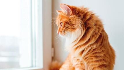 Higiene oral do Gato - Purina Dentalife